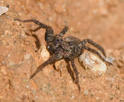 Réf. 243 566 : Alopecosa albofasciata